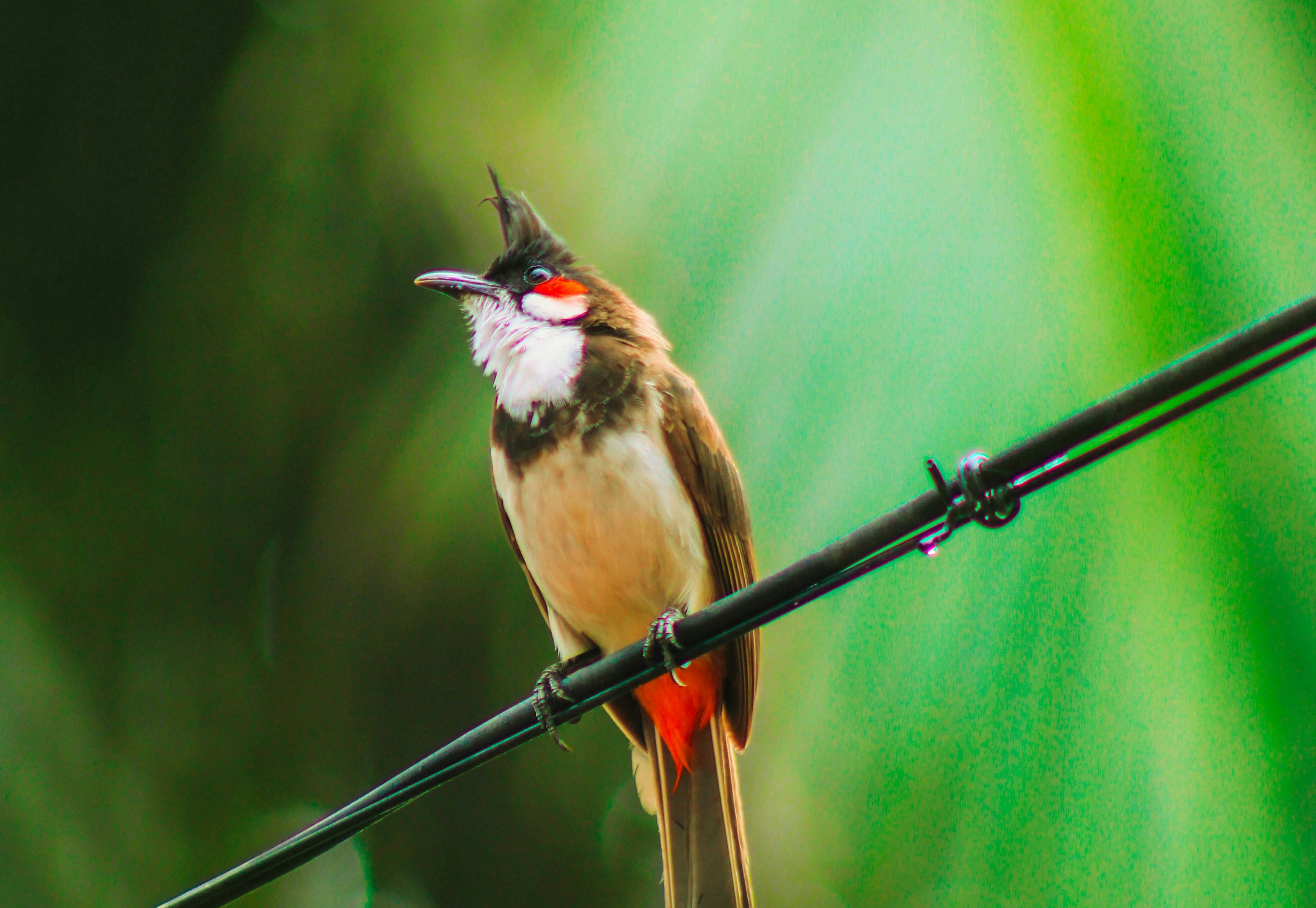 Birds